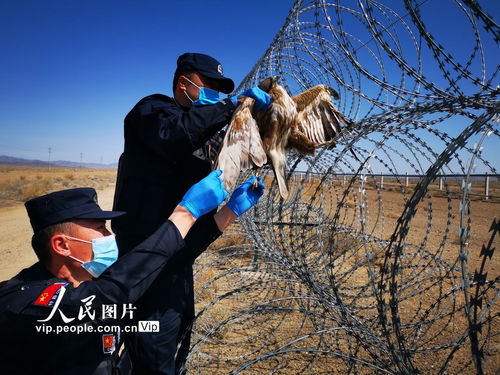 新疆阿勒泰民警救助保护动物阿尔泰隼