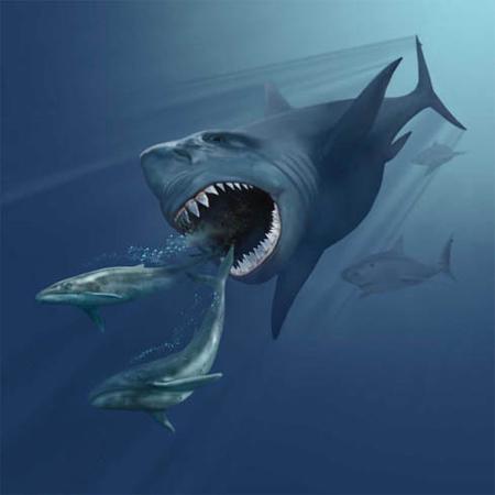 巨齿鲨牙化石长15厘米,可吞食鲸鱼