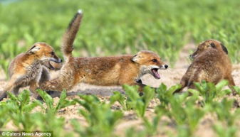 狐狸三兄弟为争夺食物大打出手 
