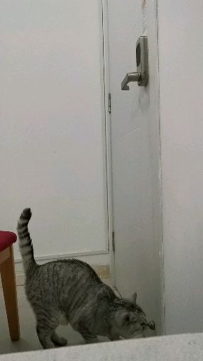 有什么装备可以防止猫咪开门 