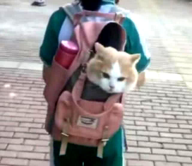 女孩背着猫型书包上学,路人好奇走近看,看清是真猫后不淡定了