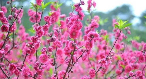 浙江最适合春天赏花的4个地方,看看在哪