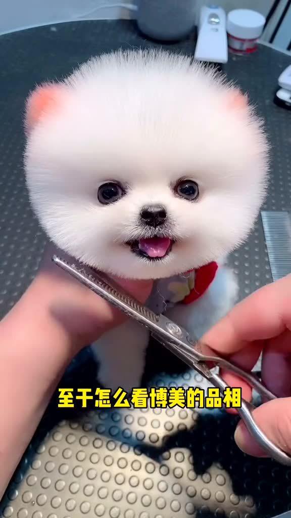 号称狗界小甜甜犬种,博美俊介 