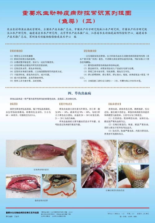 鱼病诊断流程和常见鱼病判断方法