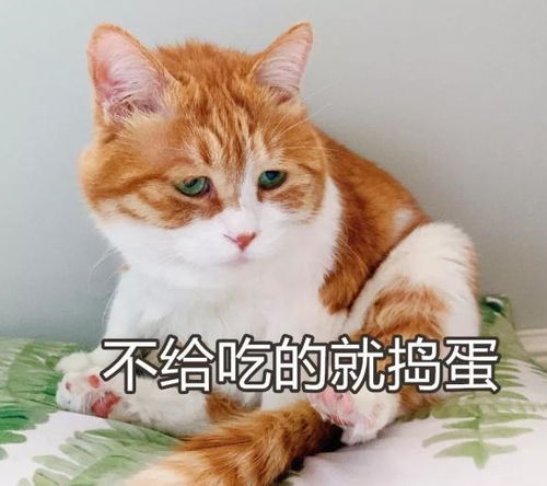 中国的猫会叫 妈 ,日本的猫会讲日语