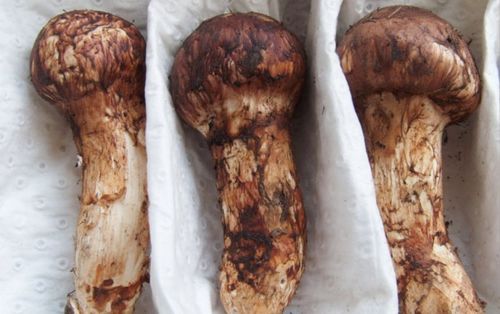 松树伞蘑菇 与 松茸 有什么区别 