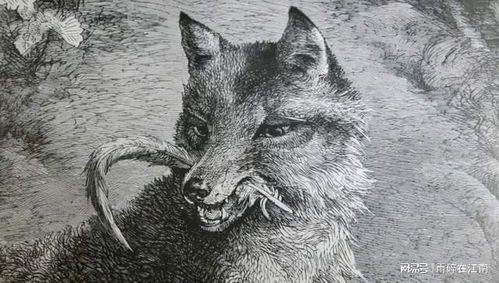 动物的血性,两个世纪前的一只狐狸复仇故事,背后人类该有的反思