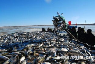 梦见出海捕鱼