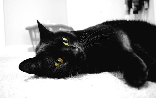 简约猫的黑白图片壁纸