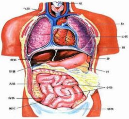 位于人胸腔内的器官是 A.心脏和胃B.肺与肝脏C.心脏与肺D.小肠与大 