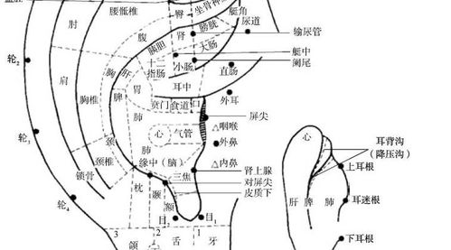 想让肾虚头晕耳鸣腰酸背疼走开 那就这么做