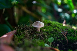 苔的诗句，岁月静好，苔痕上阶绿，苔诗词的意思