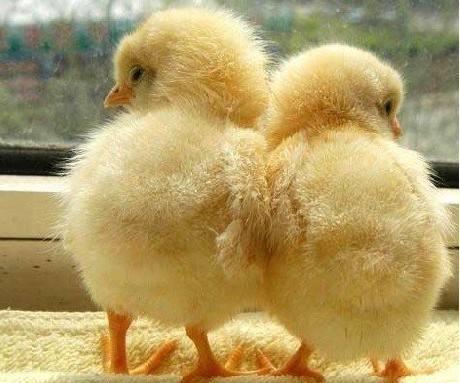 鸡每天都能下蛋, 为什么别的鸟却不行
