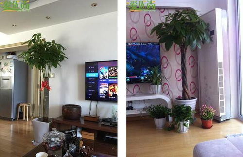 散尾葵适合放客厅吗,盆栽散尾葵可以摆在客厅吗？