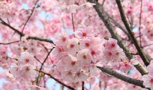 少了樱花的春天是不完美的 18种樱花品种你认识几种