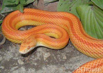 玉米蛇的价格 玉米蛇的饲养方法 玉米蛇的产地 家居百科 
