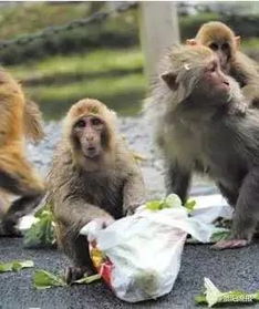 西昌泸山猴子伤人几时休 游客建议隔离观赏 