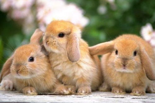 生肖兔 4月谁是你的贵人,谁又是你的小人 属兔的看看吧