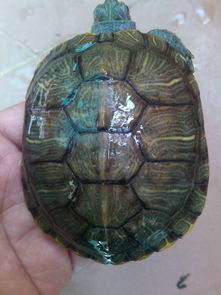 怎么分小巴西龟是公还是母的,要多久才能生蛋 