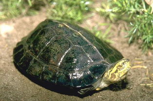 黄头龟是保护动物？