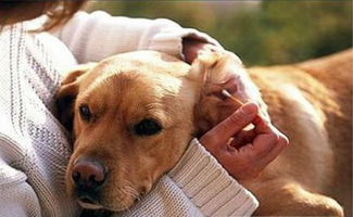 狗狗得了耳螨怎么治疗 推荐治疗狗狗耳螨的药