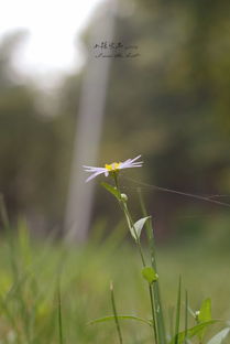 小花小草