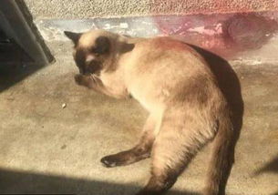 网友捡了一只怀孕暹罗猫,7天后生了一窝,他一看乐得直蹦