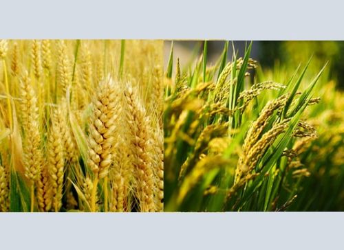 小麦和大米区别和图片 水稻和小麦都是大米吗