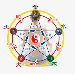 健康五行人体分布素材图片免费下载 高清png 千库网 图片编号7959396 