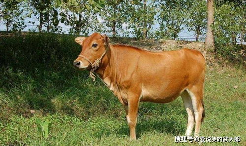 水牛力气大干活好,黄牛肉质嫩价格高,为什么水牛和黄牛不能杂交