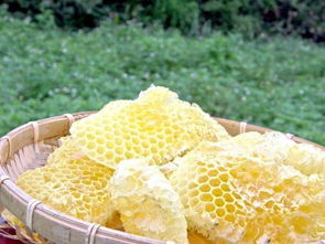 蜂巢蜜中的蜂蜡可以吃吗 嚼不烂能消化吗 还有这样的功效 
