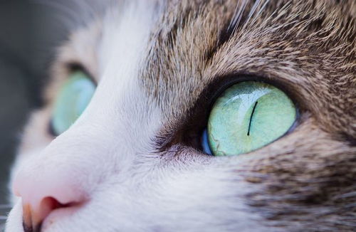 猫咪眼线虫会传染人吗 蝇类是传播媒介,有可能传染给人