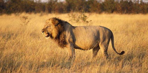 解析雄狮与老虎的性格差异,为何普遍动物园的雄狮性格更强势