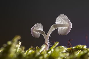 秋苔是什么——探索自然的奥秘与诗意，秋苔是什么植物