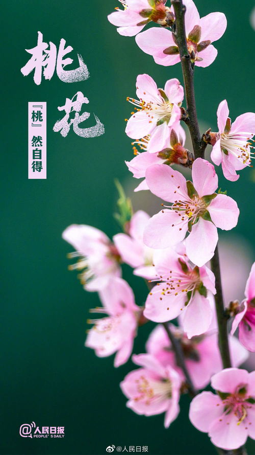 的花范文（什么什么的花朵填空前面两个字一样？）