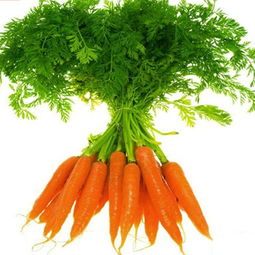 胡萝卜是植物吗属于什么科植物,胡萝卜的学名和别名是什么？