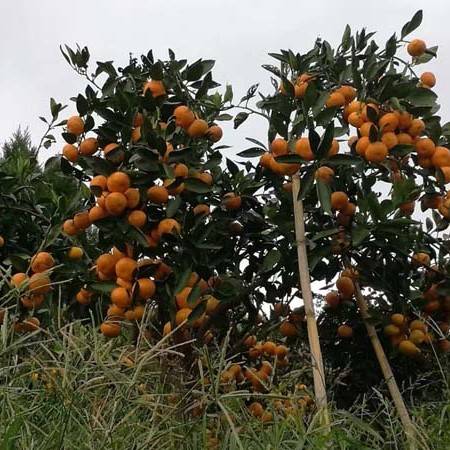 橘子树怎么修剪方法,橘子树如何修剪？什么季节修剪？（那些枝该剪那些改留？）？