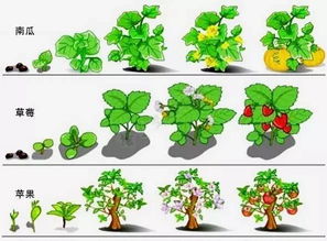 记录植物生长过程及图 表情大全