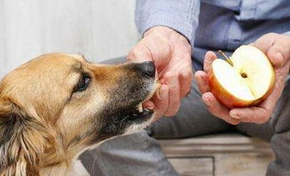 夏季的时候,狗狗最适合吃这 5种水果 ,解暑必备