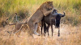 现场版的狮子王辛巴来喽 在非洲肯尼亚与角马战场厮杀