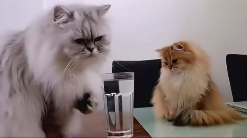 小猫 铲屎的,有猫偷喝你的水 