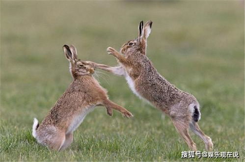 中国 土狗 入侵澳洲 成为澳洲野兔克星,如今混到保护动物