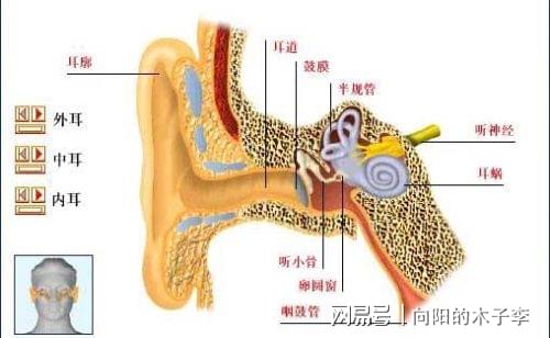 耳硬化症的两个重要特征