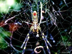女人下午看见蜘蛛的预兆,人们常常把它与“喜”联系到一起，来报喜的蜘蛛