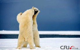 阿拉斯加北极熊携伙伴儿跳交谊舞 高清组图 