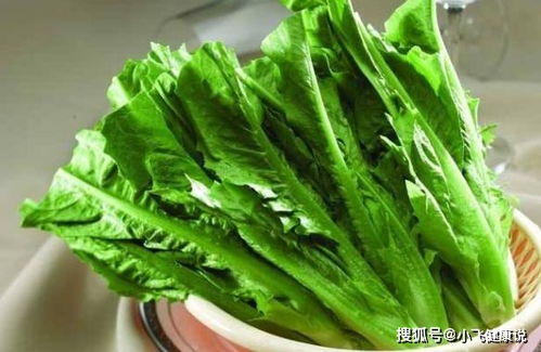 莴苣的叶子就是油麦菜 莴苣 生菜和油麦菜,其实是 一家人