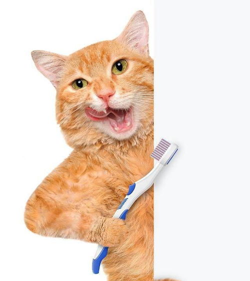 猫咪需要刷牙吗 多久刷一次比较合适呢