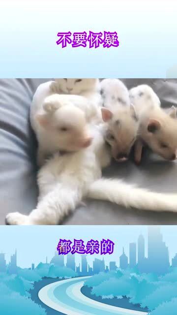 猫爸爸突然有三个 猪宝宝 ,是什么体验 