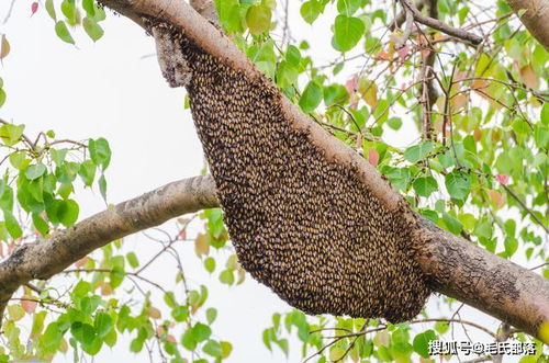 土蜜蜂养殖方法介绍,土养蜜蜂没有出现虫害会逃群吗