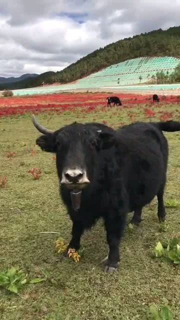 这小黑太可怜了,为了抢个媳妇把牛角打断一只 